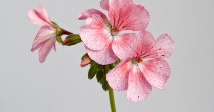 L’huile essentielle de géranium, l’incontournable pour prendre soin de sa peau